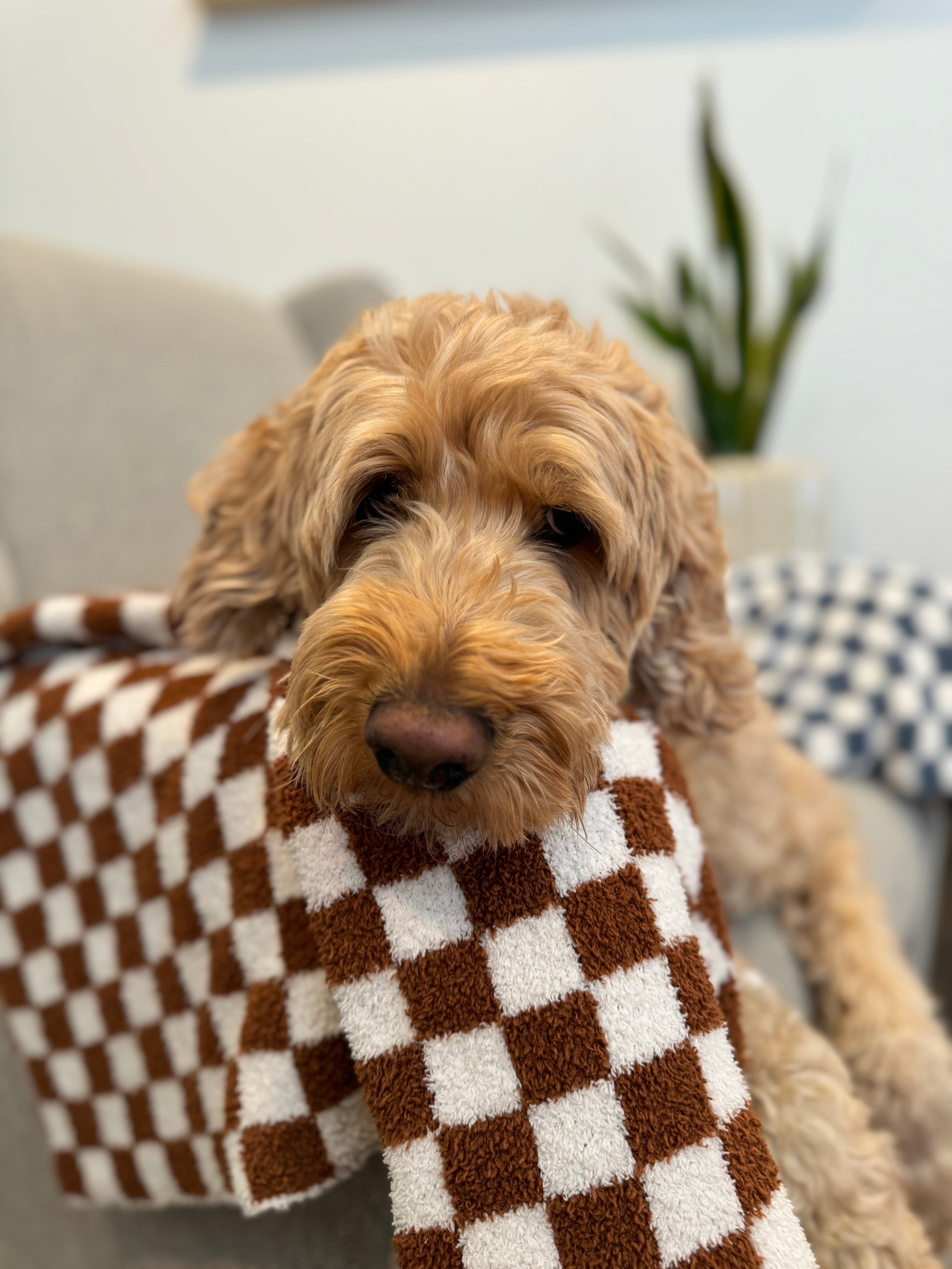 Goldendoodle baby blanket hot sale